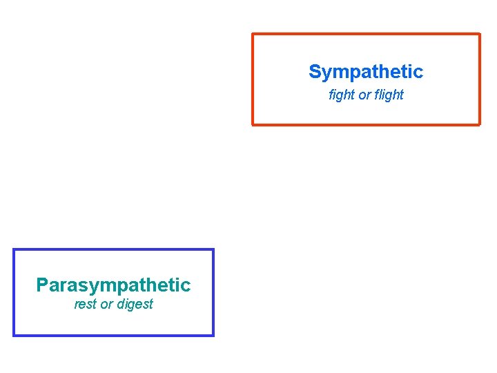 Sympathetic fight or flight Parasympathetic rest or digest 