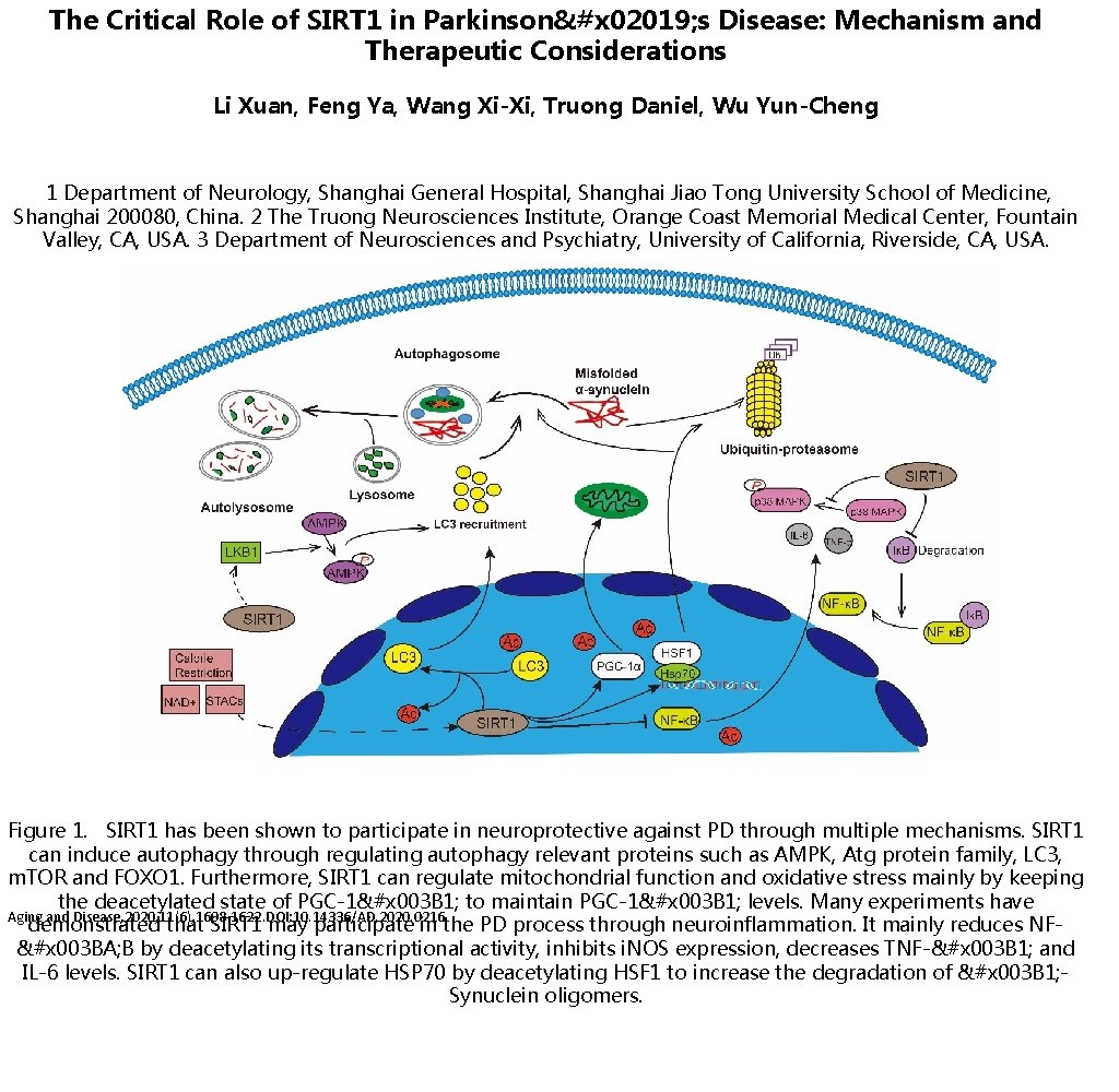 The Critical Role of SIRT 1 in Parkinsonx