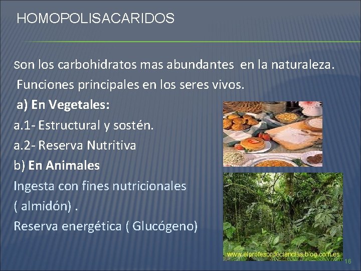 HOMOPOLISACARIDOS Son los carbohidratos mas abundantes en la naturaleza. Funciones principales en los seres