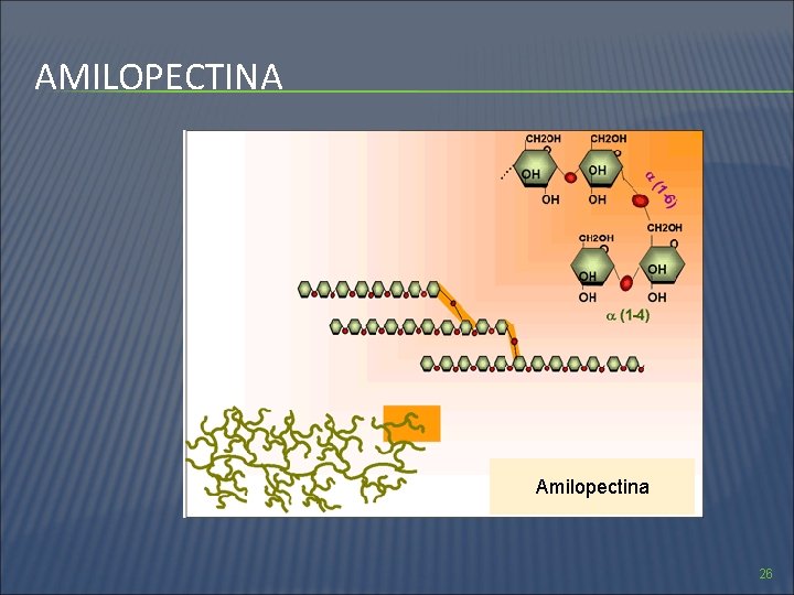 AMILOPECTINA Amilopectina 26 