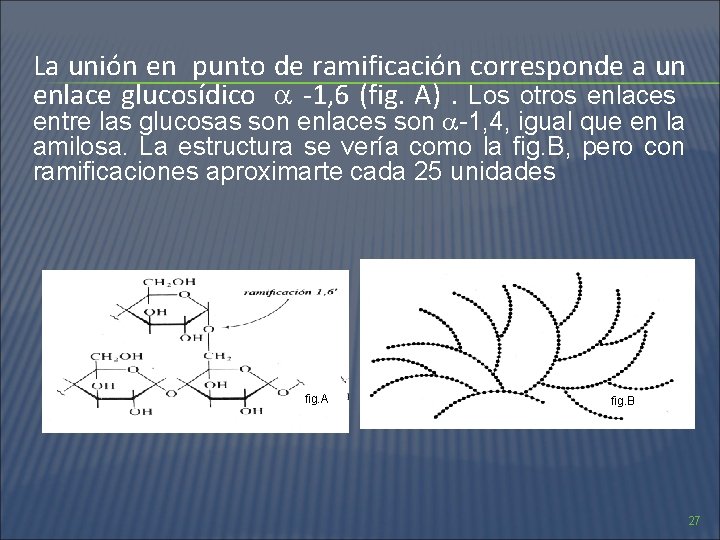 La unión en punto de ramificación corresponde a un enlace glucosídico -1, 6 (fig.