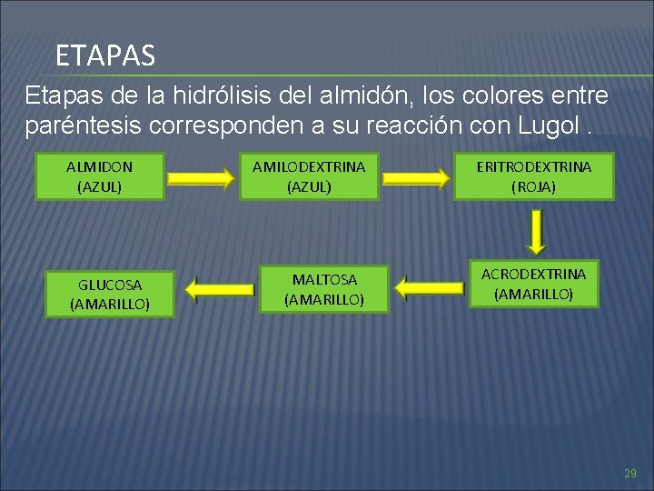 ETAPAS Etapas de la hidrólisis del almidón, los colores entre paréntesis corresponden a su