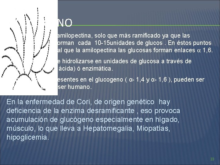 GLUCOGENO Es semejante a la amilopectina, solo que más ramificado ya que las ramificaciones