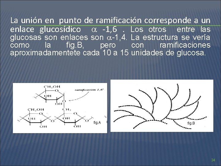 La unión en punto de ramificación corresponde a un enlace glucosídico -1, 6. Los