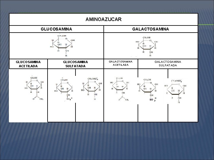 AMINOAZUCAR GLUCOSAMINA ACETILADA GLUCOSAMINA SULFATADA GALACTOSAMINA ACETILADA GALACTOSAMINA SULFATADA 