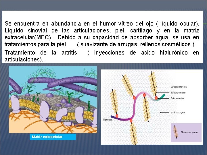 Se encuentra en abundancia en el humor vítreo del ojo ( líquido ocular). Líquido