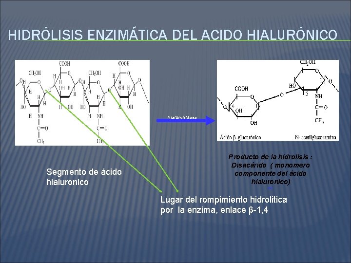 HIDRÓLISIS ENZIMÁTICA DEL ACIDO HIALURÓNICO Hialuronidasa Segmento de ácido hialuronico Producto de la hidrolisis