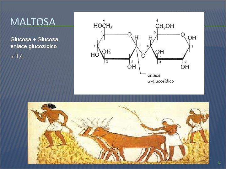 MALTOSA Glucosa + Glucosa, enlace glucosídico 1, 4. 6 