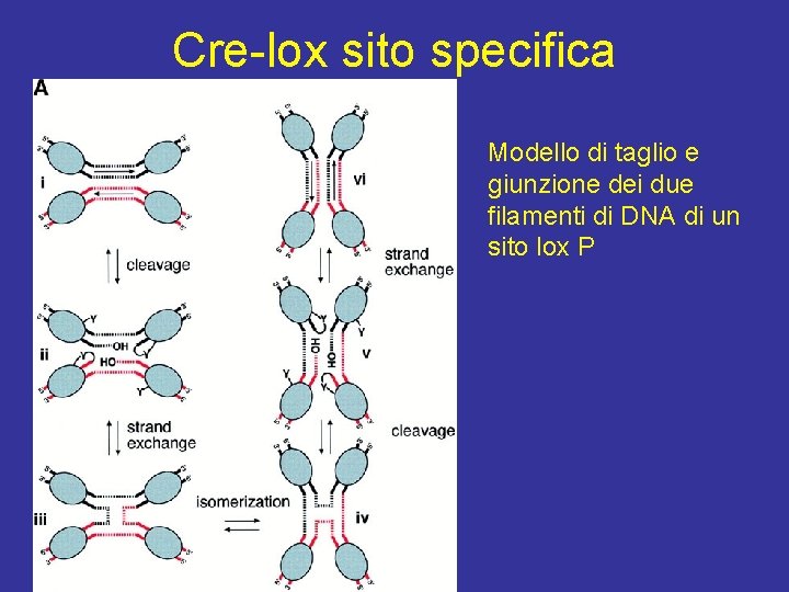 Cre-lox sito specifica Modello di taglio e giunzione dei due filamenti di DNA di