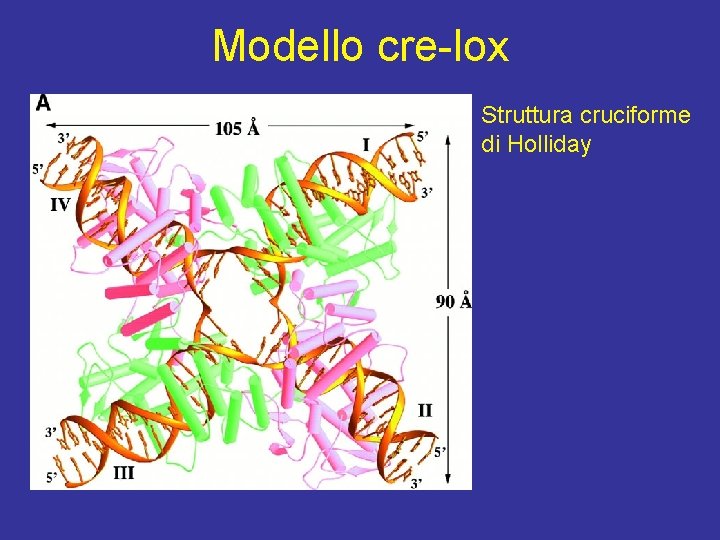 Modello cre-lox Struttura cruciforme di Holliday 