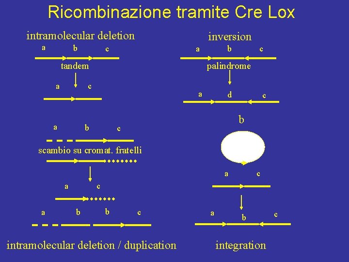 Ricombinazione tramite Cre Lox intramolecular deletion a b inversion c a tandem a c