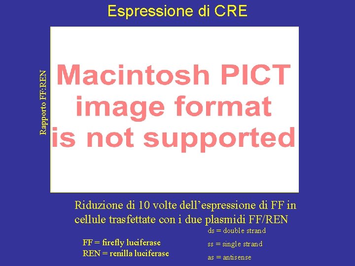Rapporto FF: REN Espressione di CRE Riduzione di 10 volte dell’espressione di FF in