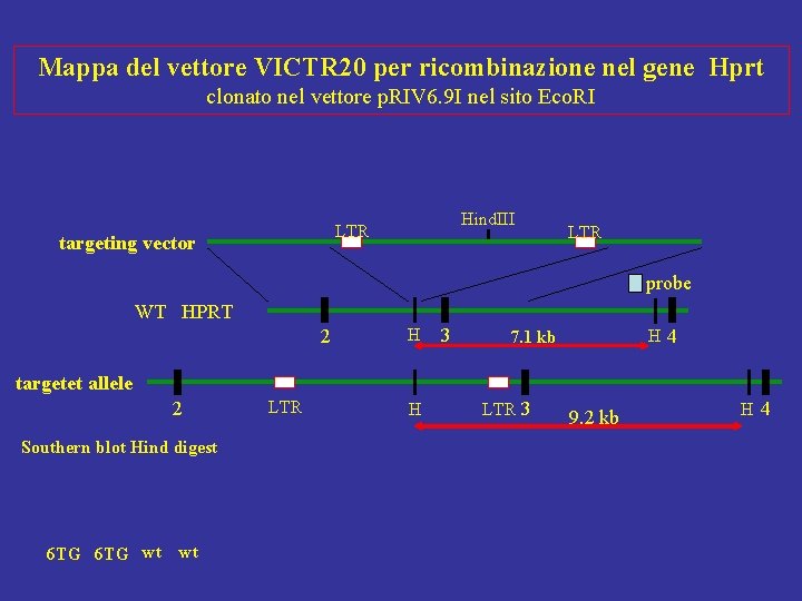 Mappa del vettore VICTR 20 per ricombinazione nel gene Hprt clonato nel vettore p.