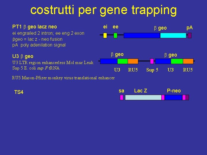 costrutti per gene trapping PT 1 geo lacz neo ei ee geo ei engrailed