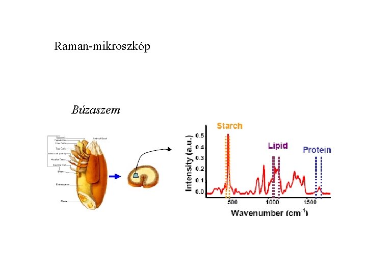 Raman-mikroszkóp Búzaszem 