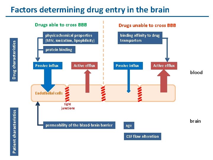 Factors determining drug entry in the brain Drug characteristics Drugs able to cross BBB