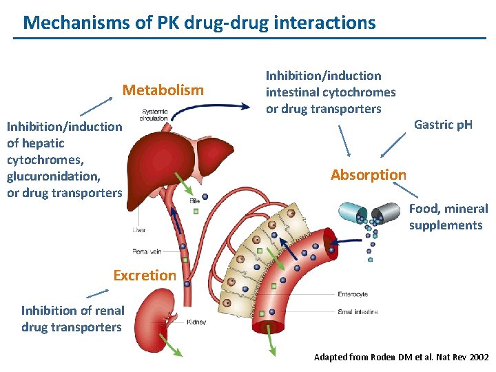 Mechanisms of PK drug-drug interactions Metabolism Inhibition/induction of hepatic cytochromes, glucuronidation, or drug transporters