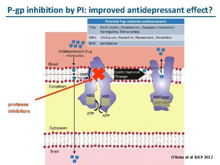 P-gp inhibition by PI: improved antidepressant effect? protease inhibitors O’Brien et al. BJCP 2012