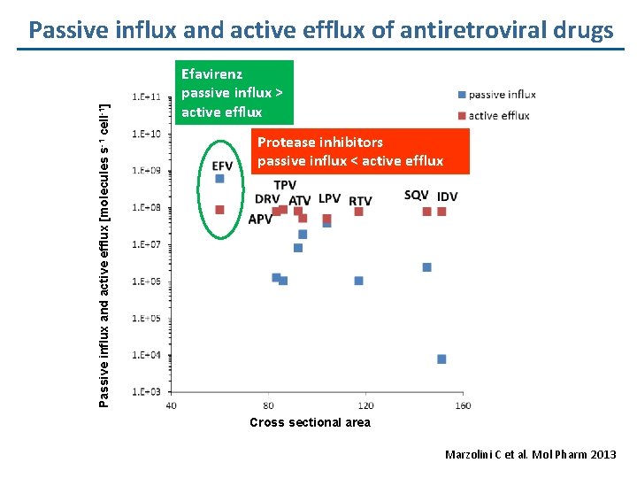 Passive influx and active efflux [molecules s-1 cell-1] Passive influx and active efflux of