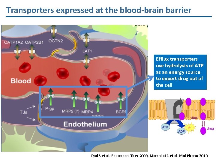 Transporters expressed at the blood-brain barrier Efflux transporters use hydrolysis of ATP as an