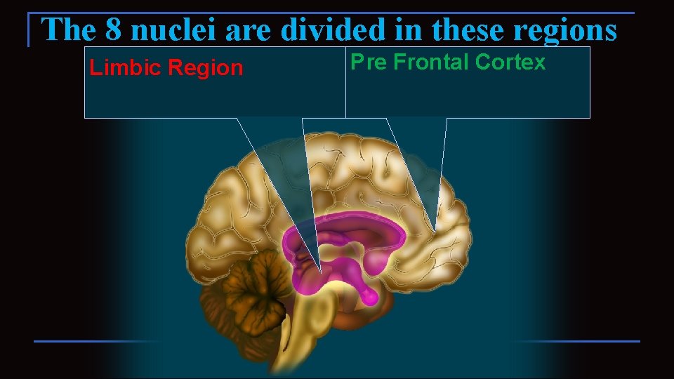 The 8 nuclei are divided in these regions Limbic Region Pre Frontal Cortex 