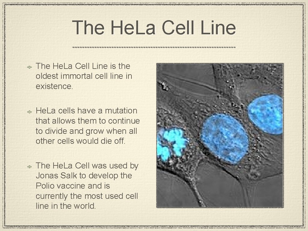 The He. La Cell Line is the oldest immortal cell line in existence. He.