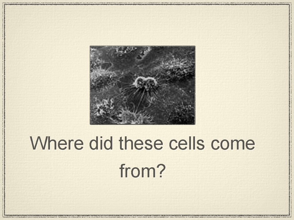 Where did these cells come from? 