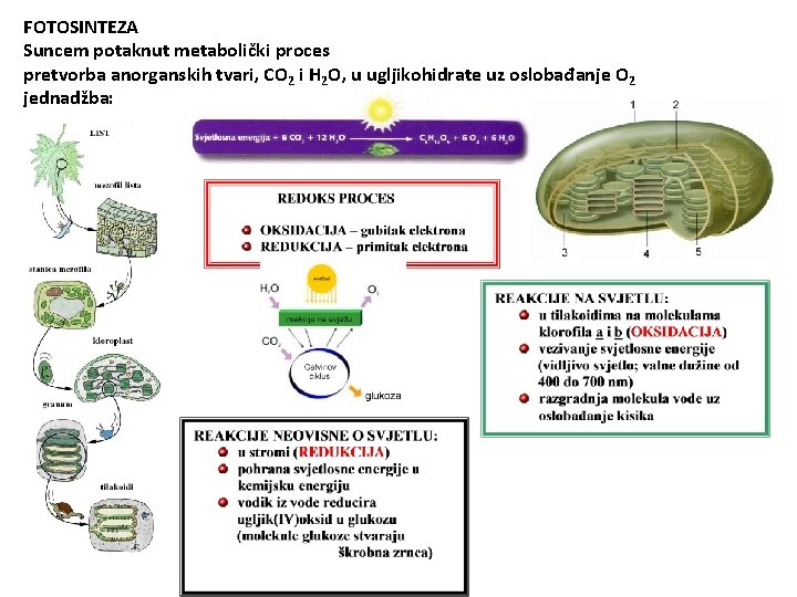 FOTOSINTEZA Suncem potaknut metabolički proces pretvorba anorganskih tvari, CO 2 i H 2 O,