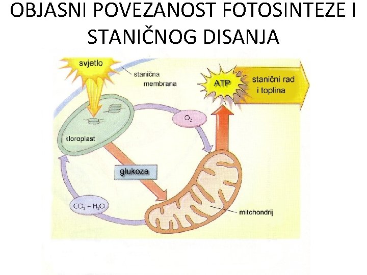 OBJASNI POVEZANOST FOTOSINTEZE I STANIČNOG DISANJA 