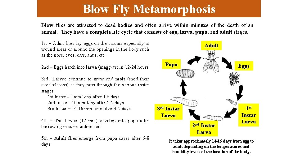 Blow Fly Metamorphosis Blow flies are attracted to dead bodies and often arrive within