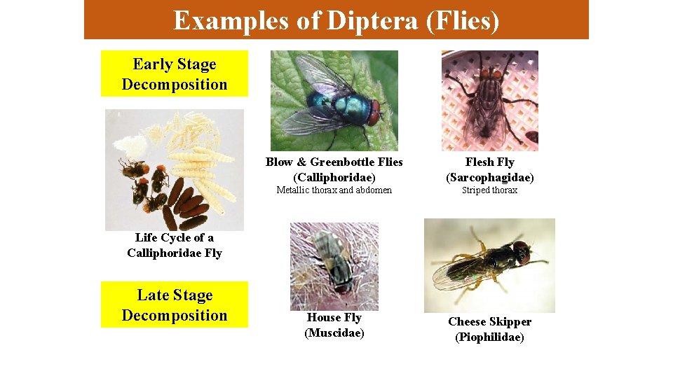 Examples of Diptera (Flies) Early Stage Decomposition Blow & Greenbottle Flies (Calliphoridae) Flesh Fly