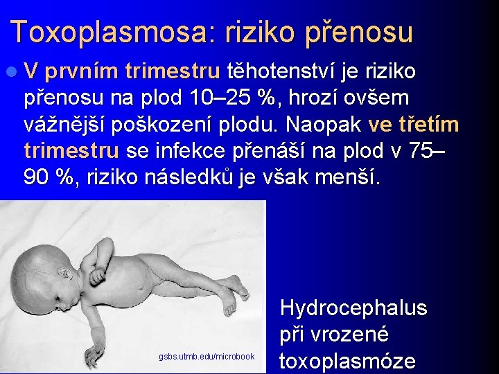 Toxoplasmosa: riziko přenosu l V prvním trimestru těhotenství je riziko přenosu na plod 10–