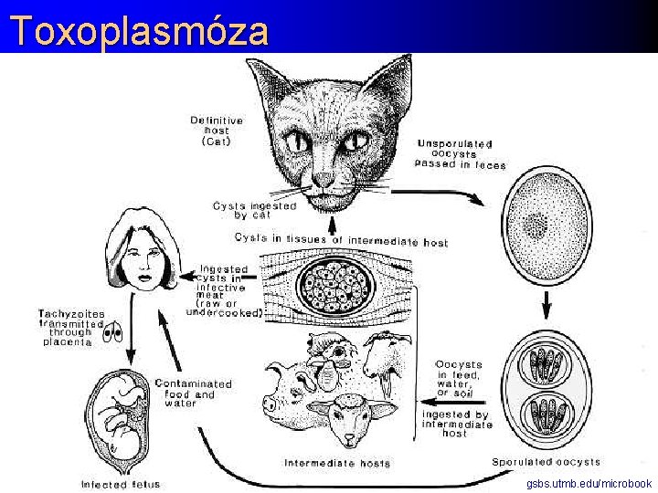 Toxoplasmóza gsbs. utmb. edu/microbook 