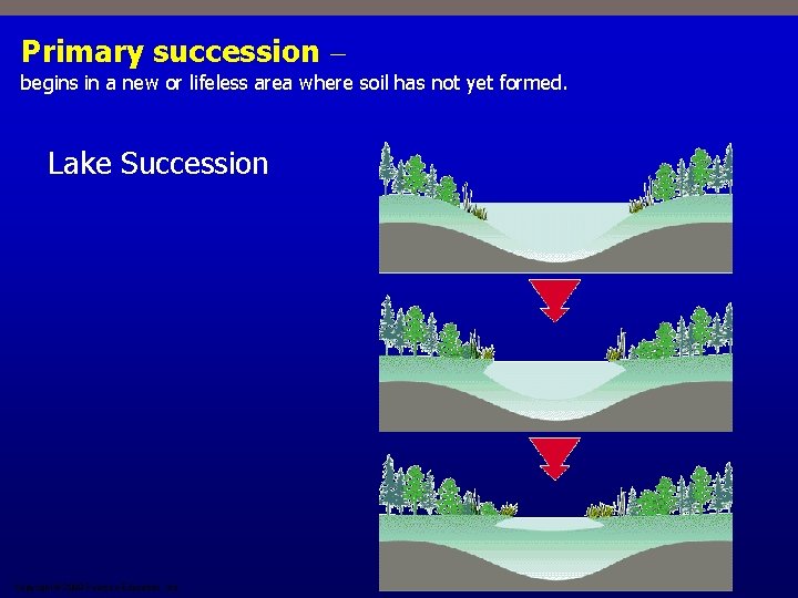 Primary succession – begins in a new or lifeless area where soil has not