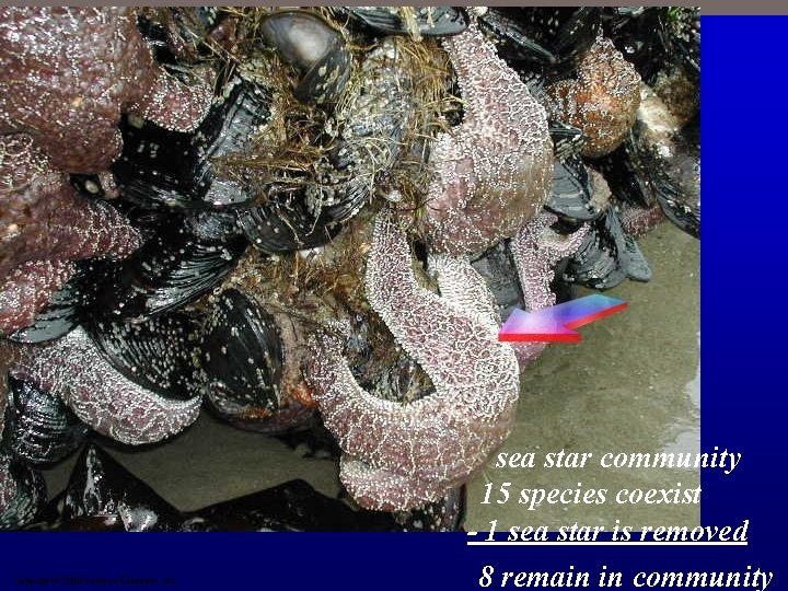 Copyright © 2009 Pearson Education, Inc. sea star community 15 species coexist - 1