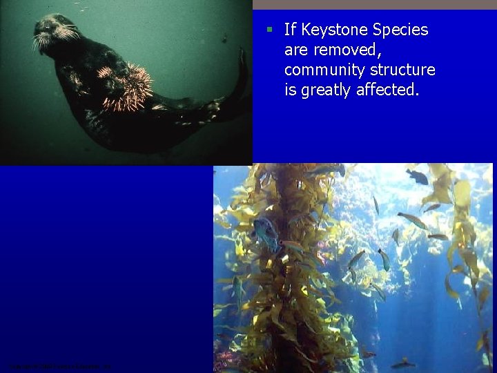 § If Keystone Species are removed, community structure is greatly affected. Copyright © 2009