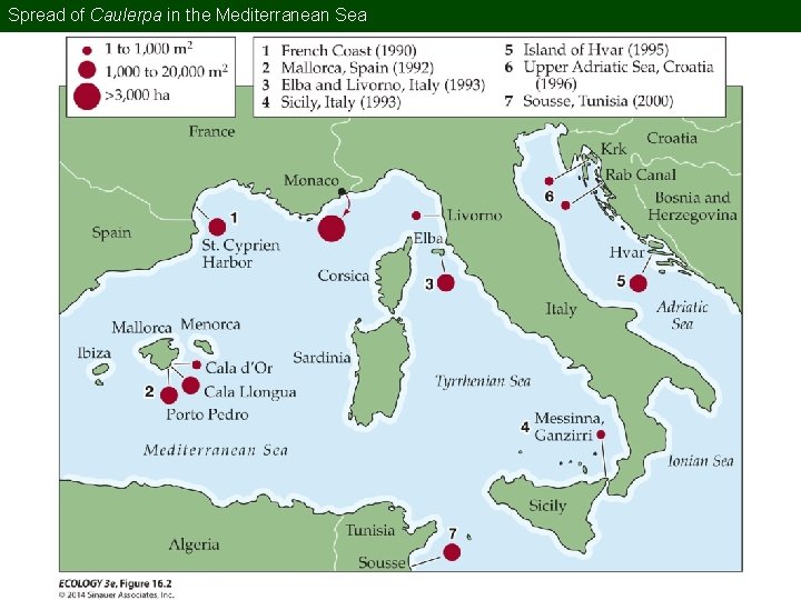 Spread of Caulerpa in the Mediterranean Sea 