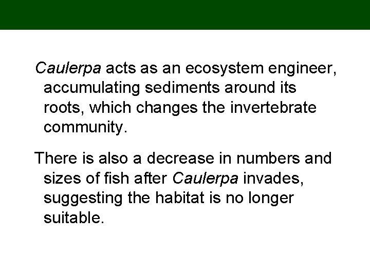 Caulerpa acts as an ecosystem engineer, accumulating sediments around its roots, which changes the