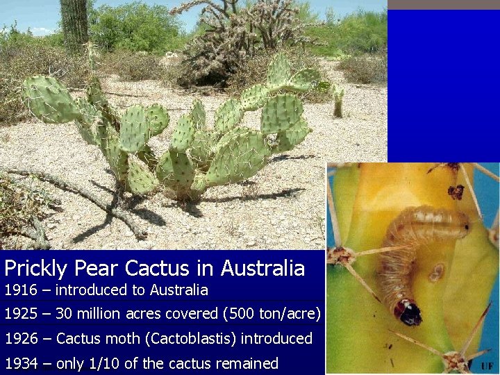 Prickly Pear Cactus in Australia 1916 – introduced to Australia 1925 – 30 million