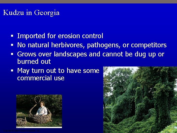Kudzu in Georgia § Imported for erosion control § No natural herbivores, pathogens, or