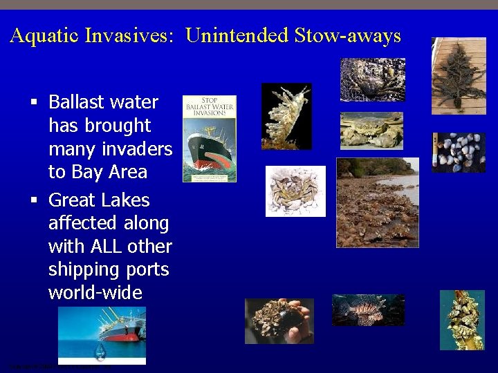 Aquatic Invasives: Unintended Stow-aways § Ballast water has brought many invaders to Bay Area