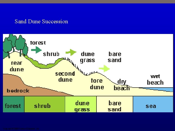 Sand Dune Succession Copyright © 2009 Pearson Education, Inc. 