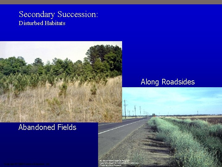 Secondary Succession: Disturbed Habitats Along Roadsides Abandoned Fields Copyright © 2009 Pearson Education, Inc.