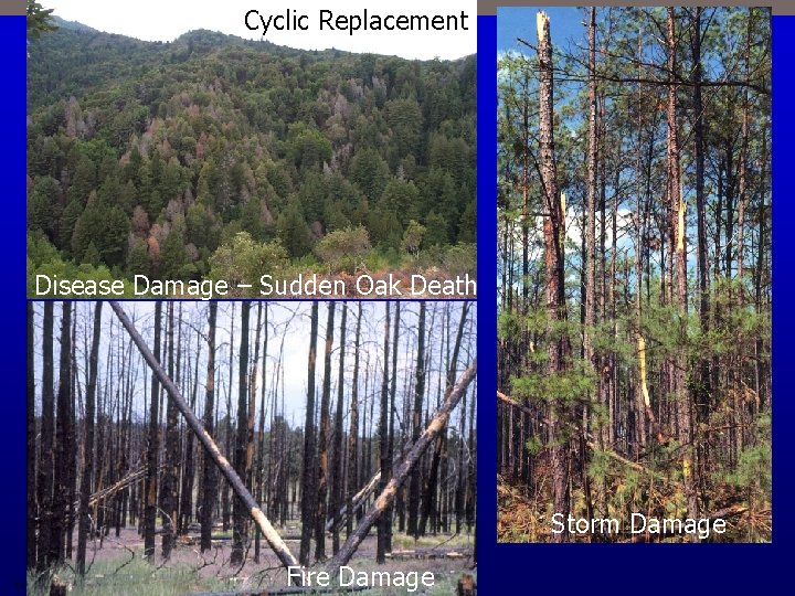 Cyclic Replacement Disease Damage – Sudden Oak Death Storm Damage Copyright © 2009 Pearson