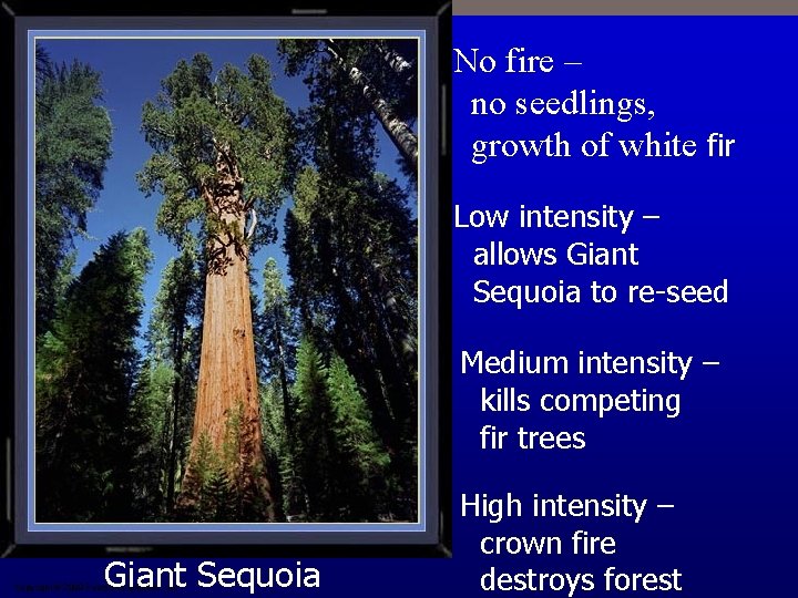 No fire – no seedlings, growth of white fir Low intensity – allows Giant