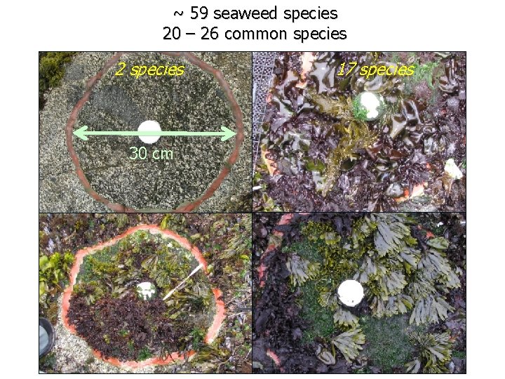 ~ 59 seaweed species 20 – 26 common species 2 species 30 cm 17