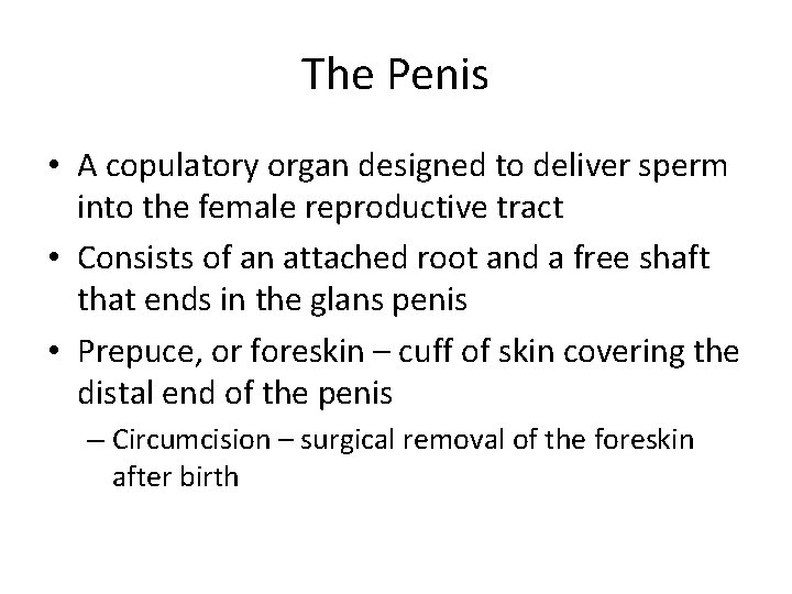 The Penis • A copulatory organ designed to deliver sperm into the female reproductive