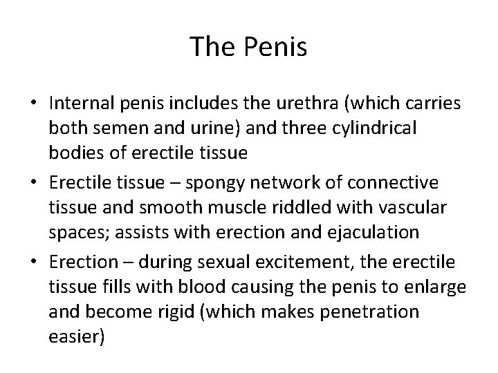The Penis • Internal penis includes the urethra (which carries both semen and urine)