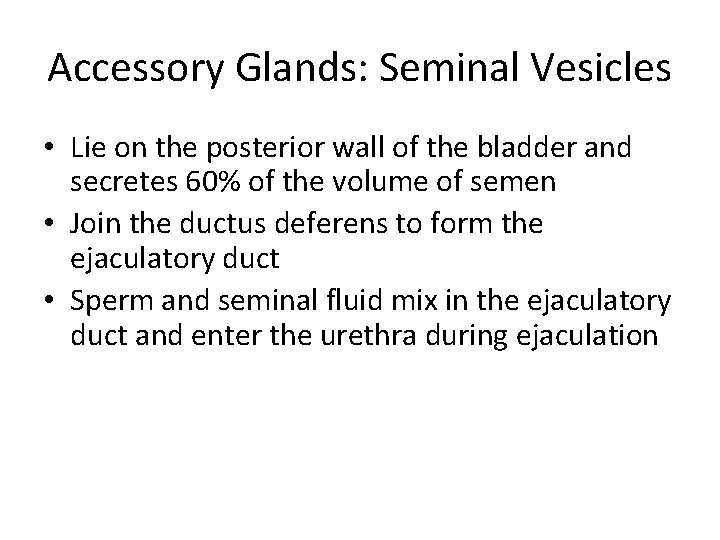 Accessory Glands: Seminal Vesicles • Lie on the posterior wall of the bladder and