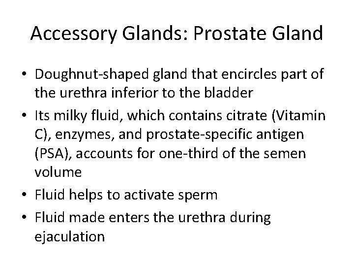 Accessory Glands: Prostate Gland • Doughnut-shaped gland that encircles part of the urethra inferior